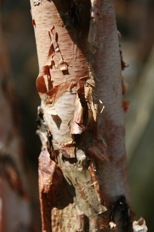 BETULA nigra Heritage'-River birch