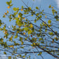 BETULA nigra Heritage'-River birch