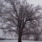 QUERCUS MACROCARPA