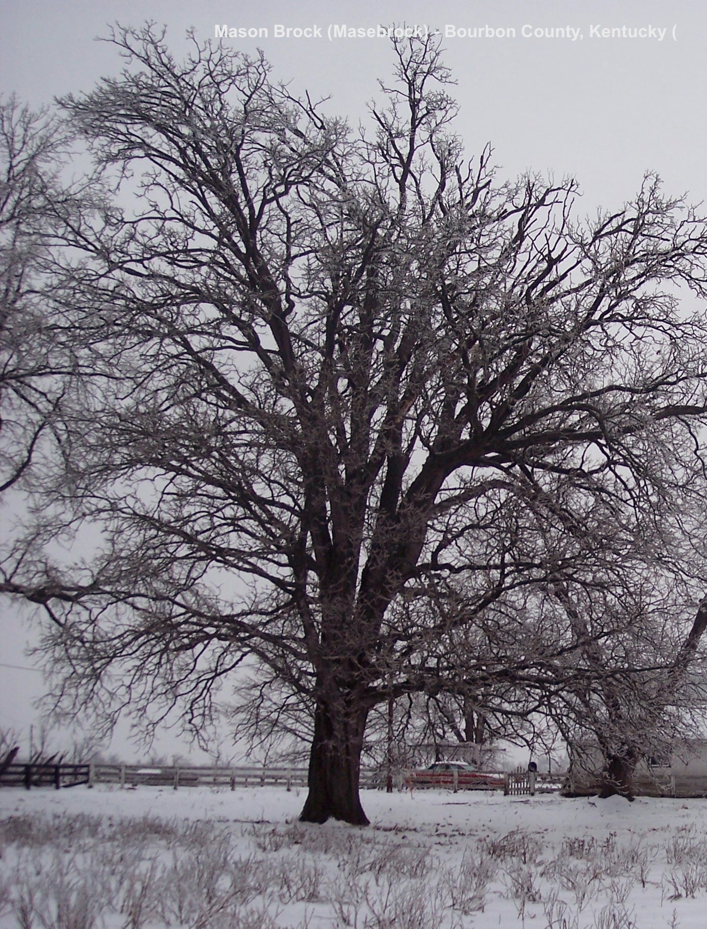 QUERCUS MACROCARPA