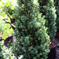 BUXUS semp. Dee Runk-Common boxwood