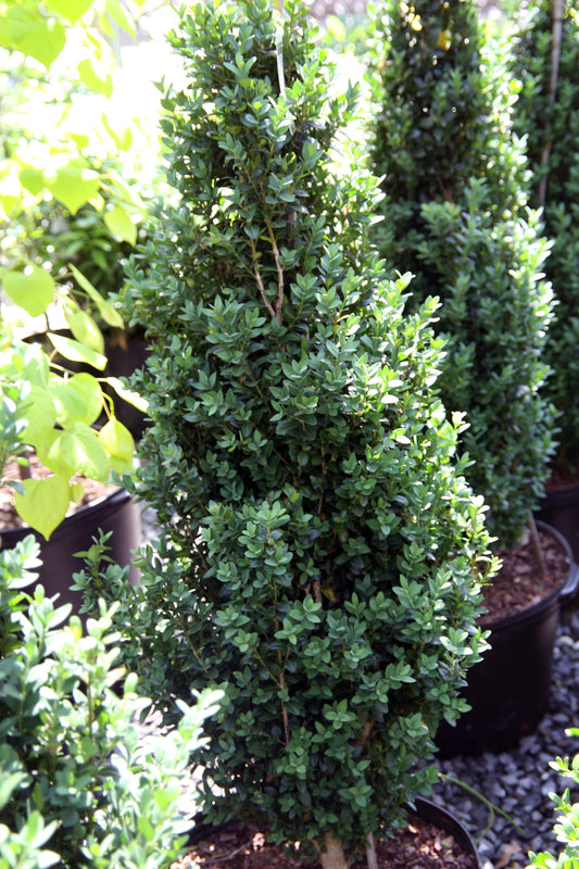 BUXUS semp. Dee Runk-Common boxwood