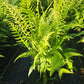 THELYPTERIS NOVEBORACENSIS