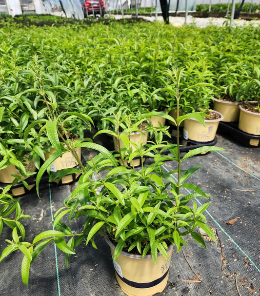 ALOYSIA TRIPHYLLA - LEMON VERBENA