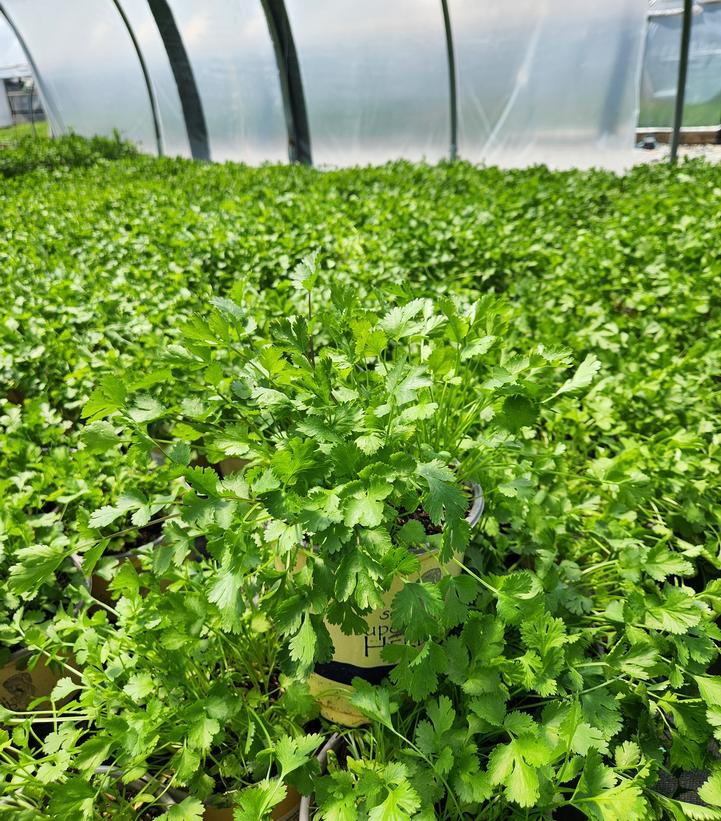 CORIANDRUM SATIVUM - CILANTRO