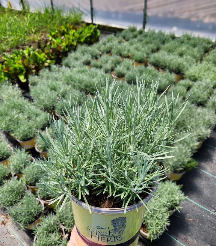 HELICHRYSUM ANGUSTIFOLIUM - CURRY