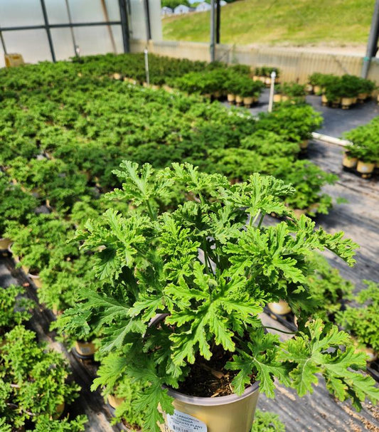 PELARGONIUM CITROSA - MOSQUITO PLANT