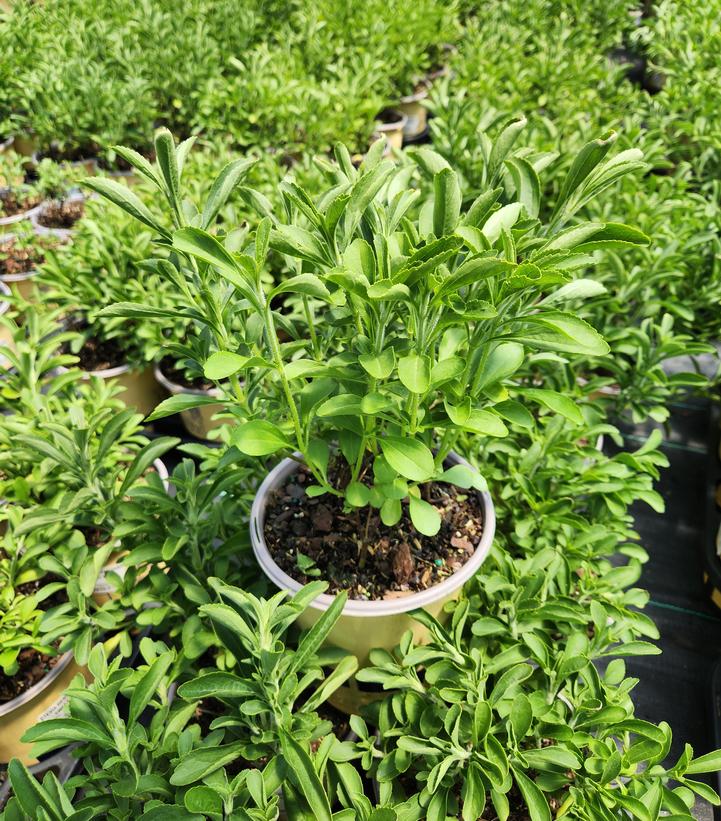 STEVIA REBAUDIANA - SWEETLEAF