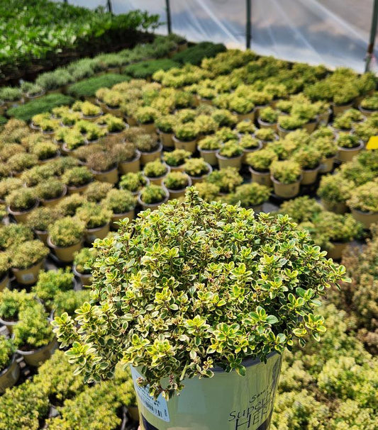 THYMUS C. `AUREUS` - LEMON THYME