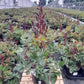 ASTILBE CHINENSIS `VISIONS IN RED`