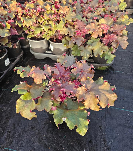 HEUCHERA `RED SEA`