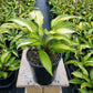 HOSTA `ISLAND BREEZE`