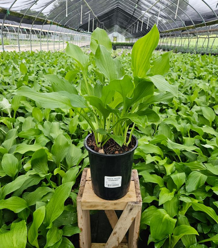 HOSTA `ROYAL STANDARD`-Royal Standard hosta