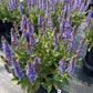 SALVIA `BLUE HILL`