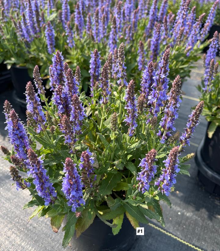 SALVIA `BLUE HILL`