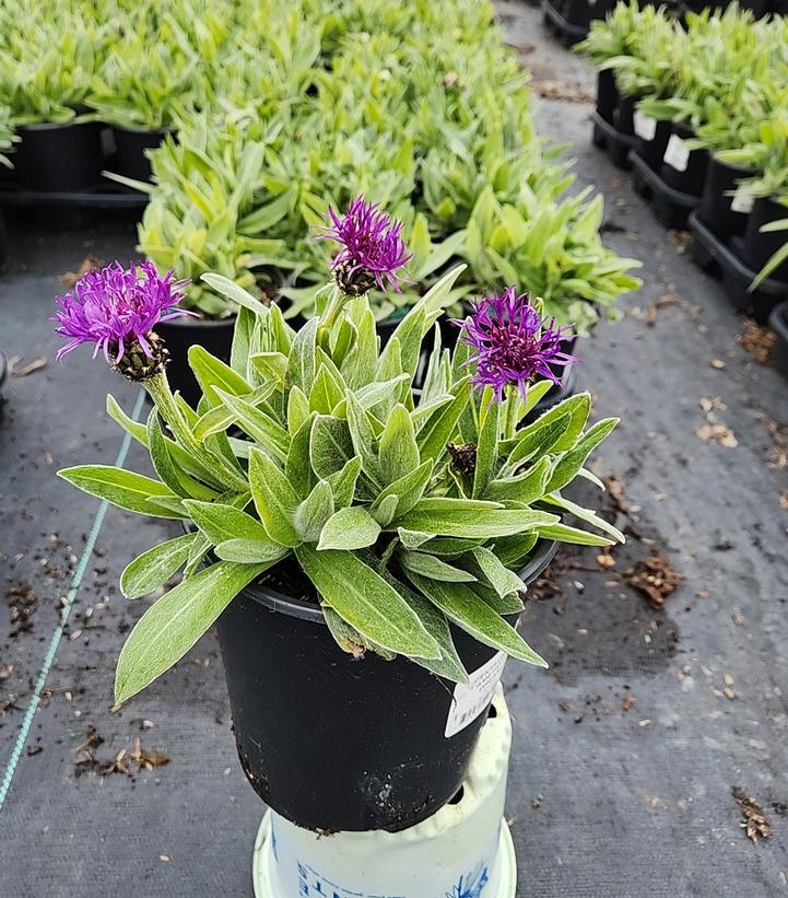 CENTAUREA `AMETHYST DREAM`