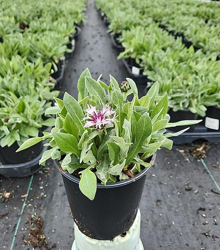 CENTAUREA `AMETHYST IN SNOW`