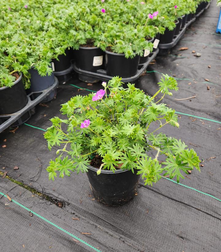 GERANIUM SANGUINEUM `NEW HAMPSHIRE`