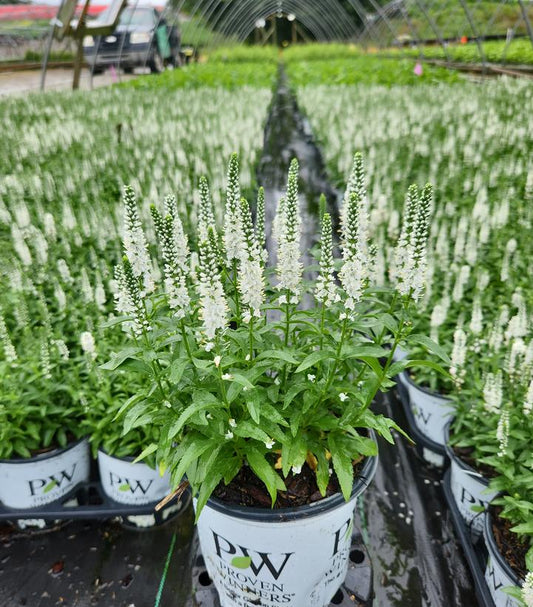 VERONICA MS `WHITE WANDS`