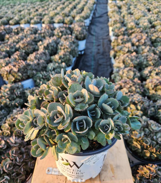 SEDUM ROCK `N ROUND `SUPERSTAR`