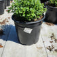 CALAMINTHA NEPETA SSP. NEPETA
