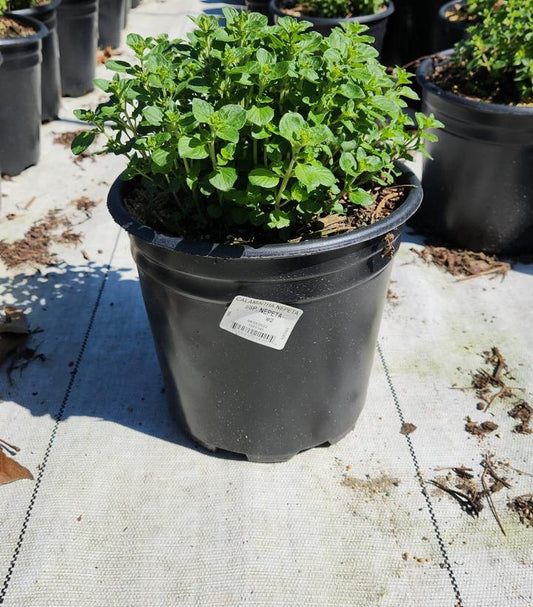 CALAMINTHA NEPETA SSP. NEPETA