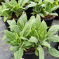 DIGITALIS PURPUREA `CAMELOT LAVENDER`