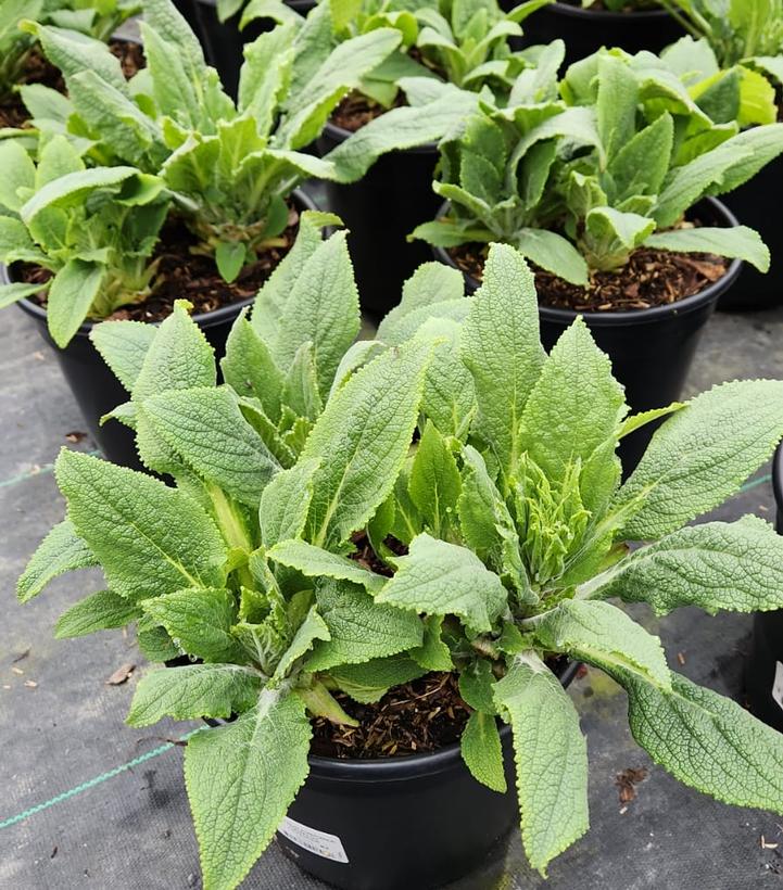 DIGITALIS PURPUREA `CAMELOT LAVENDER`