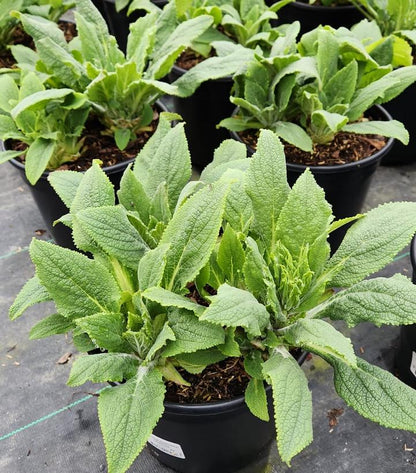 DIGITALIS PURPUREA `CAMELOT LAVENDER`