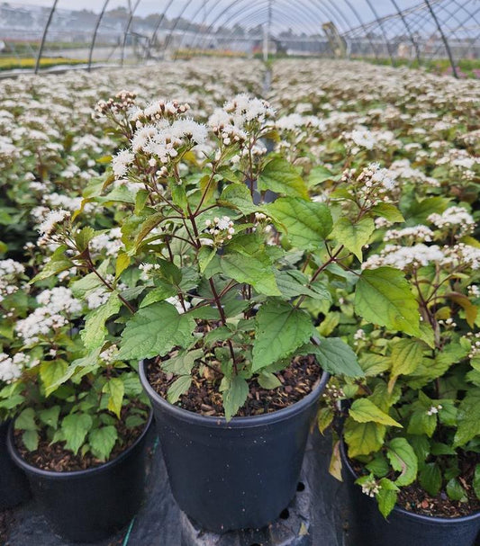 EUPATORIUM RUGOSUM `CHOCOLATE`