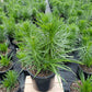 LIATRIS SPICATA `KOBOLD ORIGINAL`