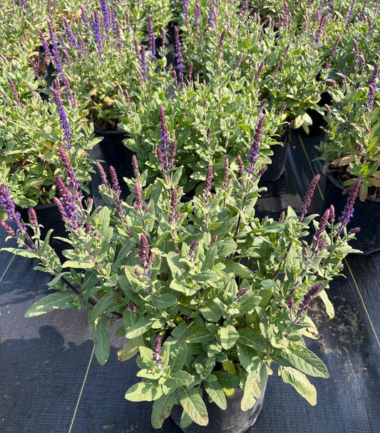 SALVIA NEMOROSA `CARADONNA`