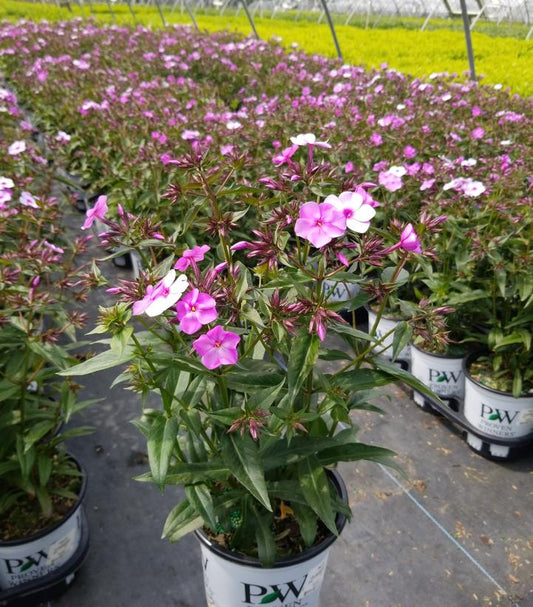 PHLOX `CLOUDBURST`