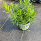 ASCLEPIAS TUBEROSA