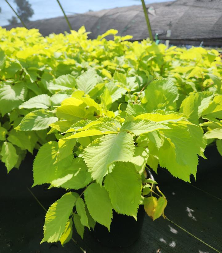 ARALIA `SUN KING`