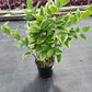 POLYGONATUM ODORATUM `VARIEGATUM`