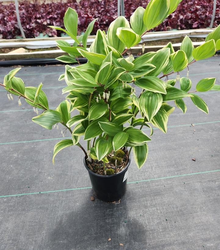 POLYGONATUM ODORATUM `VARIEGATUM`
