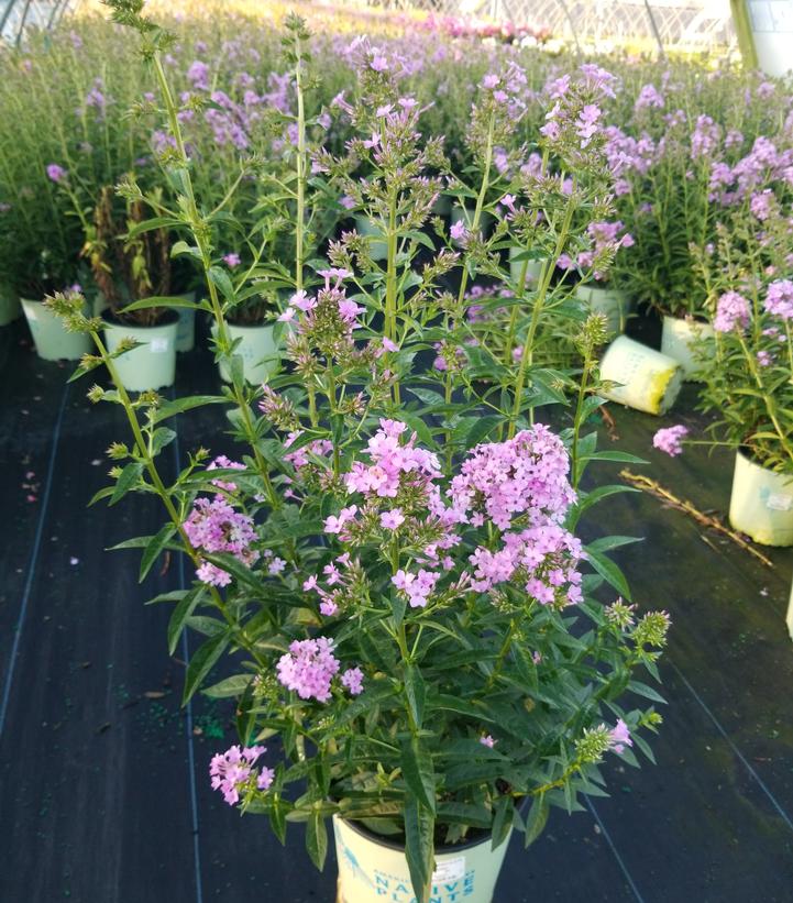 PHLOX PANICULATA `JEANA`