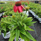 ECHINACEA SUMMERSONG FIREFINCH