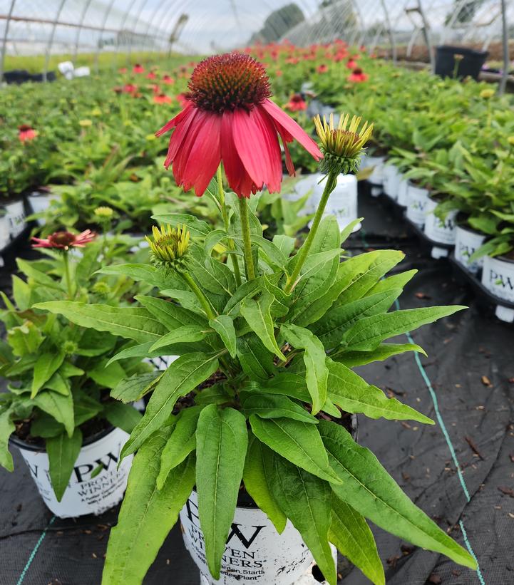 ECHINACEA SUMMERSONG FIREFINCH
