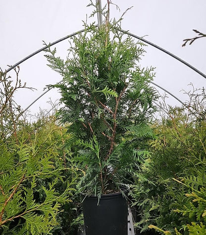 THUJA X `GREEN GIANT`