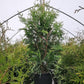 THUJA X `GREEN GIANT`