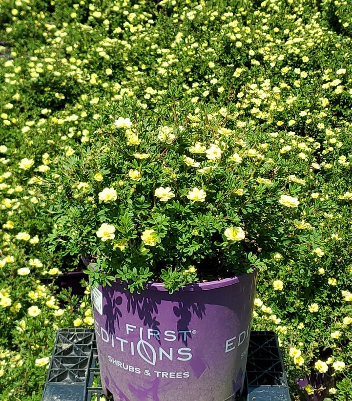 POTENTILLA FRUT. 'LEMON MERINGUE'