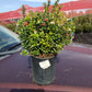 VACCINIUM VITIS-IDAEA `RED CANDY`-Lingonberry (Cowberry)