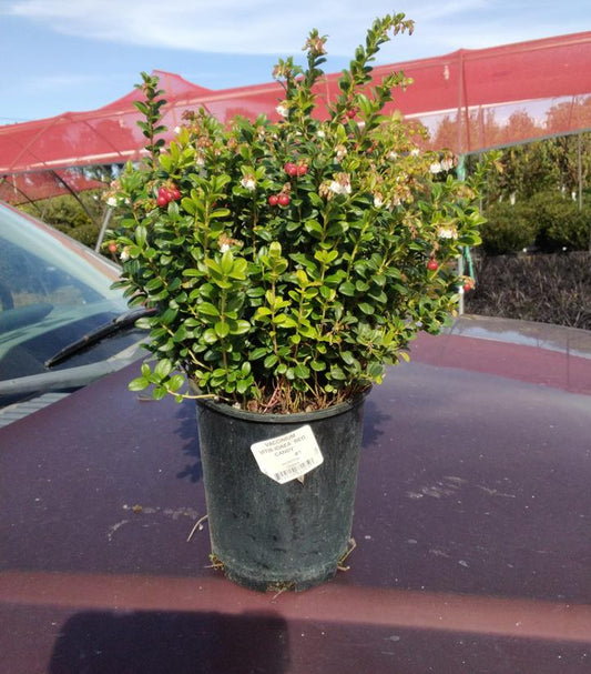 VACCINIUM VITIS-IDAEA `RED CANDY`-Lingonberry (Cowberry)