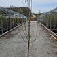 MALUS X `RED JEWEL`
