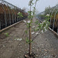 MALUS `EMPIRE` (APPLE)