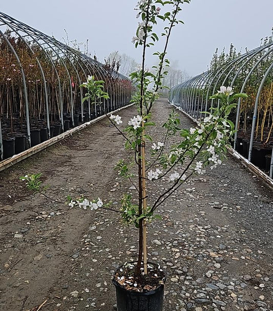 MALUS `EMPIRE` (APPLE)