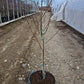 PRUNUS `CONTENDER` PEACH
