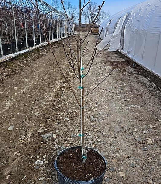 PRUNUS `CONTENDER` PEACH